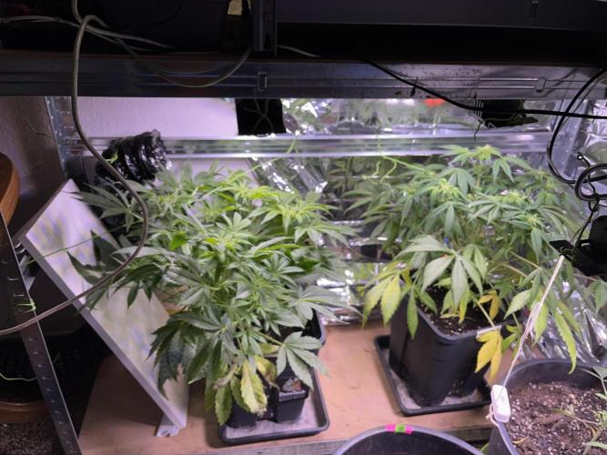 Auto Black Opium - Divine Seeds Contest. Week 11