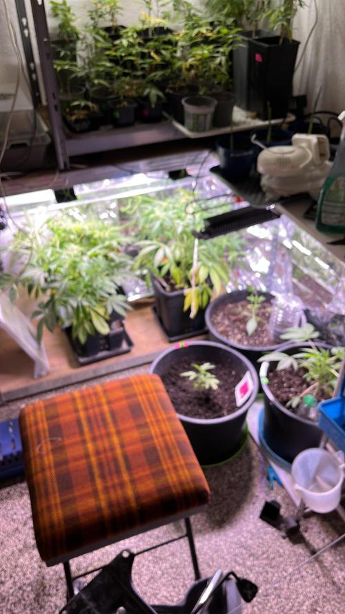 Auto Black Opium - Divine Seeds Contest. Week 11