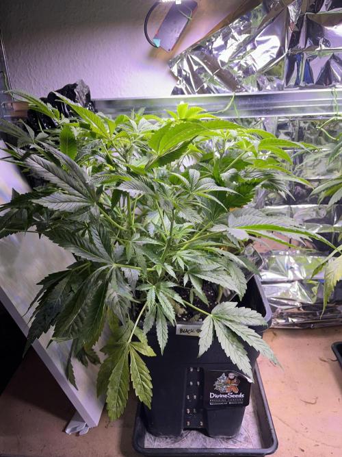 Auto Black Opium - Divine Seeds Contest. Week 11