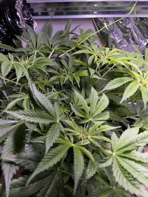 Auto Black Opium - Divine Seeds Contest. Week 11