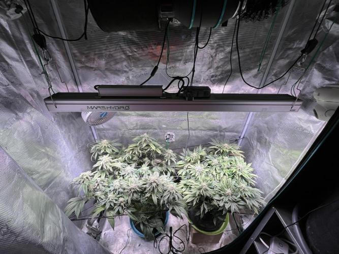 More dessert?. Week 12