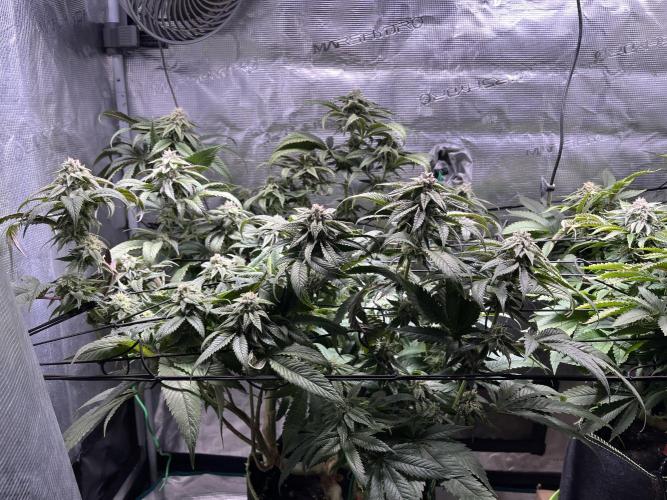 More dessert?. Week 12