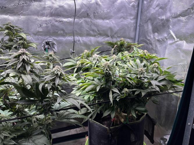 More dessert?. Week 12