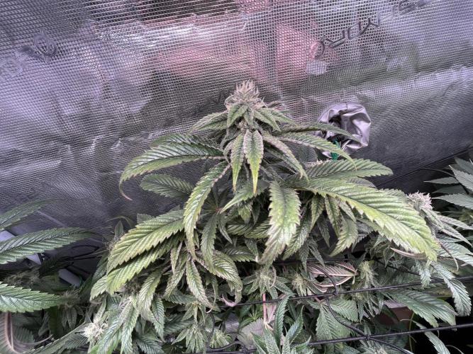 More dessert?. Week 12