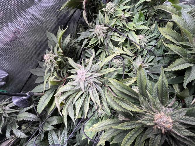 More dessert?. Week 12