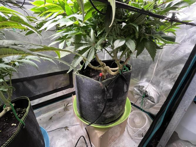 More dessert?. Week 12