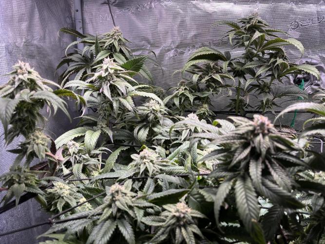 More dessert?. Week 12