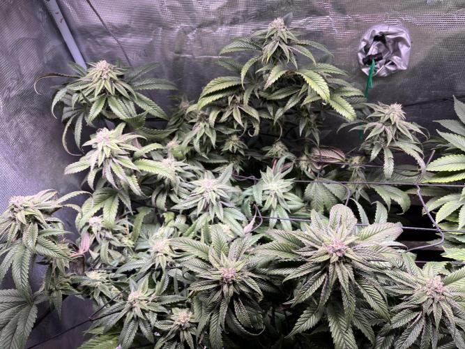 More dessert?. Week 12