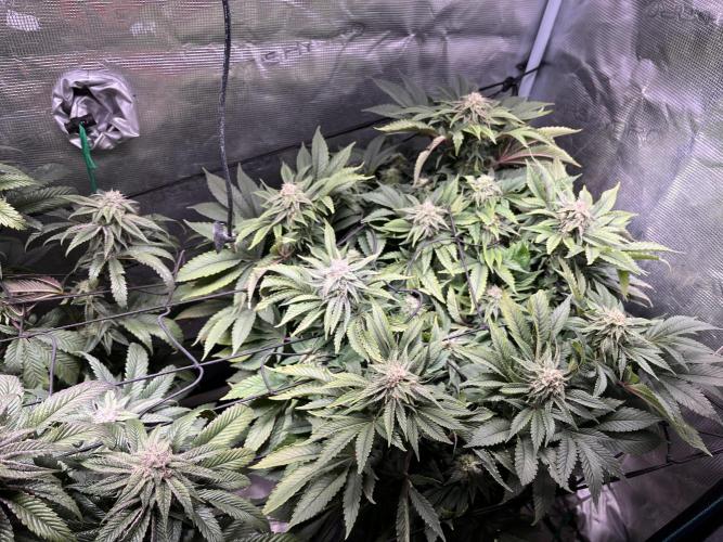 More dessert?. Week 12