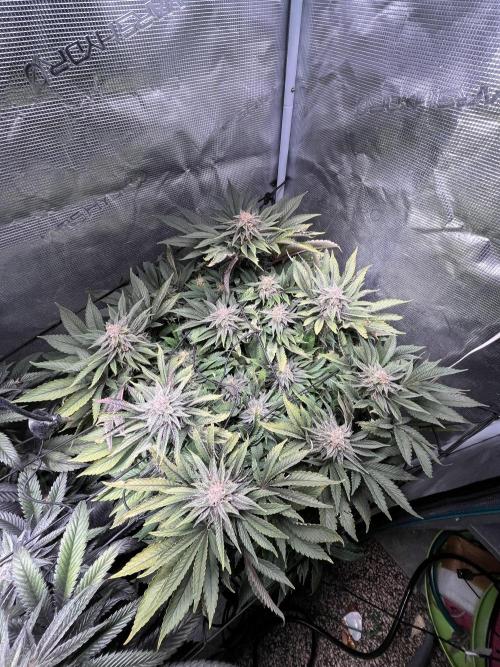 More dessert?. Week 13