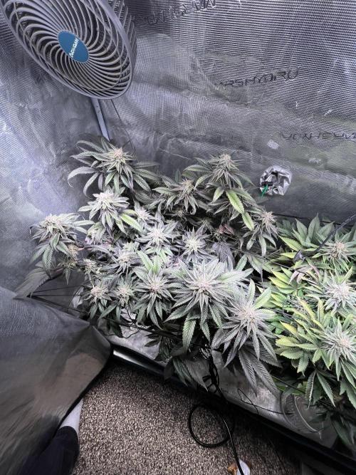 More dessert?. Week 13