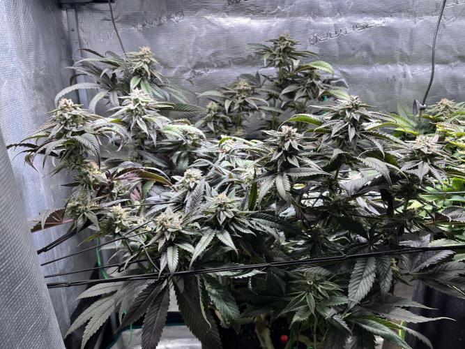 More dessert?. Week 13