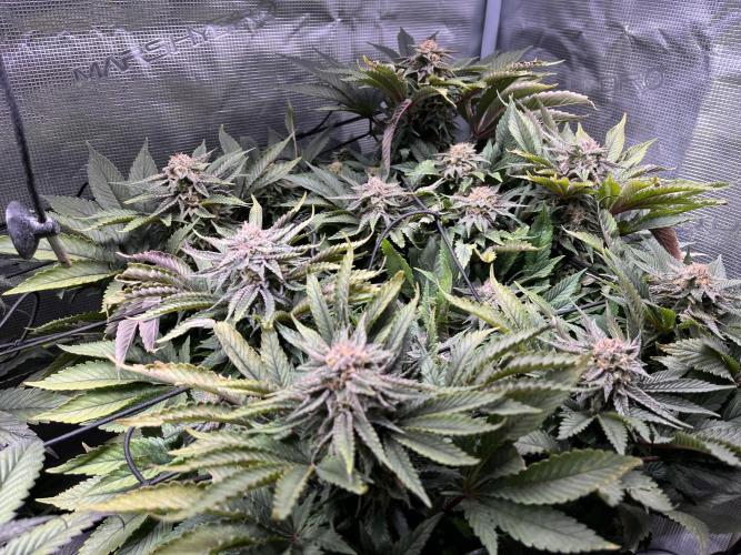 More dessert?. Week 13