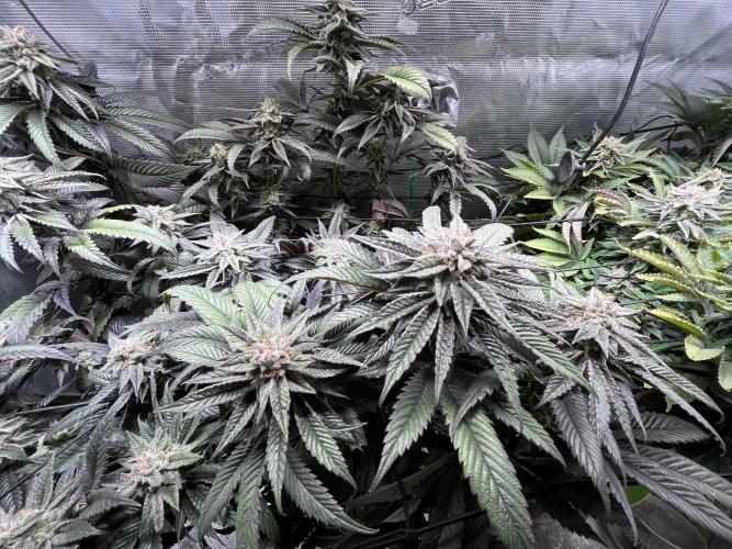 More dessert?. Week 13