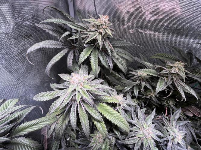 More dessert?. Week 13