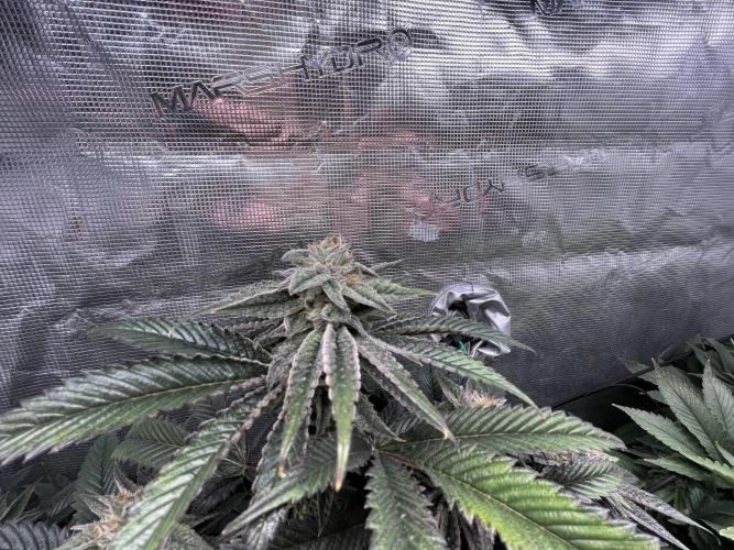 More dessert?. Week 13