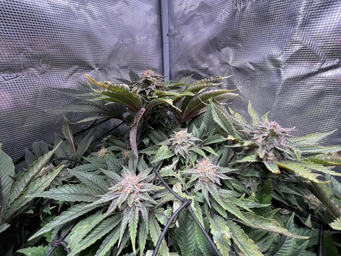 More dessert?. Week 13