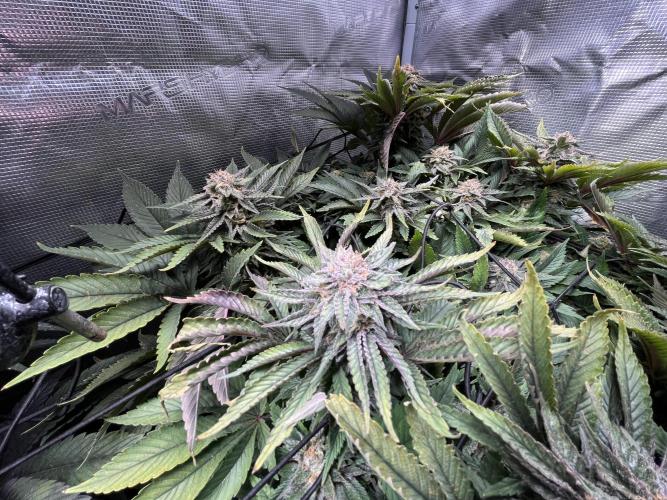 More dessert?. Week 13