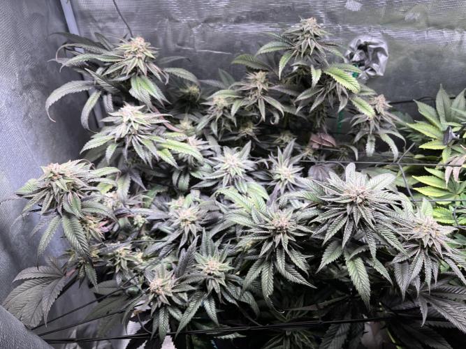 More dessert?. Week 13