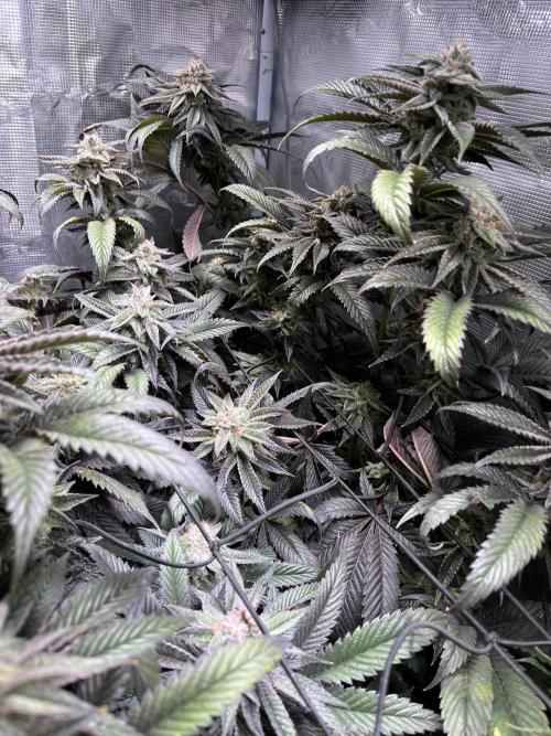 More dessert?. Week 13