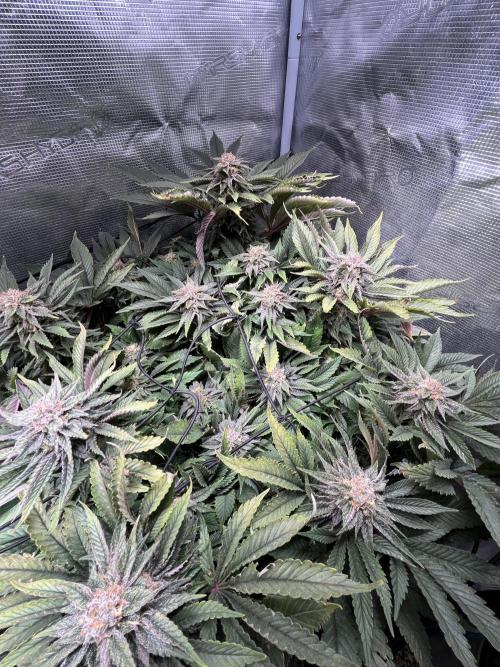 More dessert?. Week 13