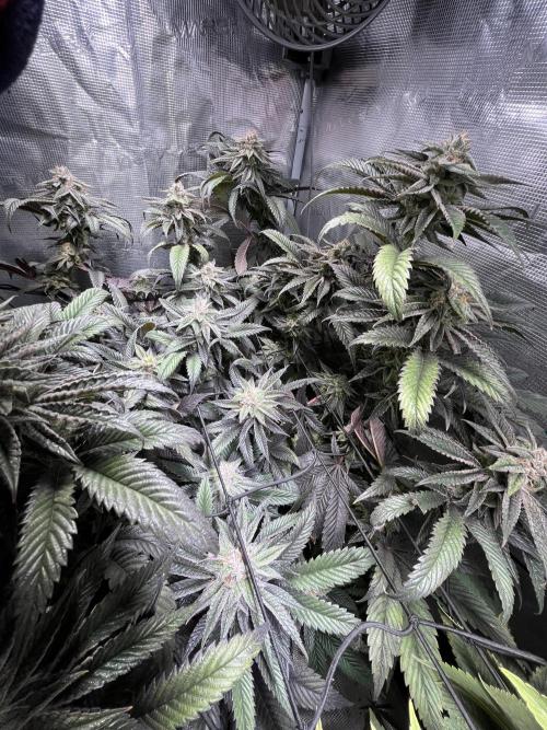 More dessert?. Week 13