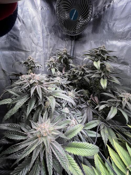 More dessert?. Week 13