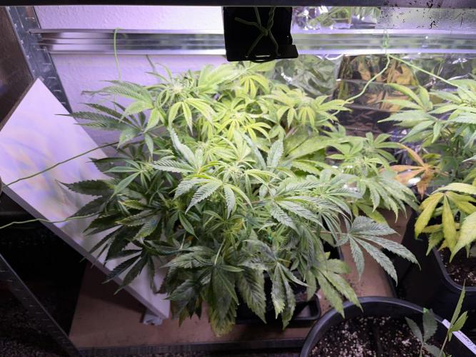 Auto Black Opium - Divine Seeds Contest. Week 12