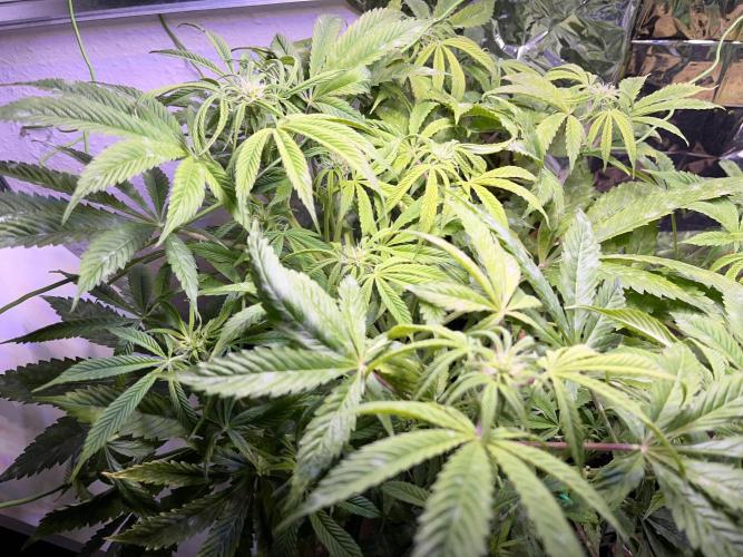 Auto Black Opium - Divine Seeds Contest. Week 12