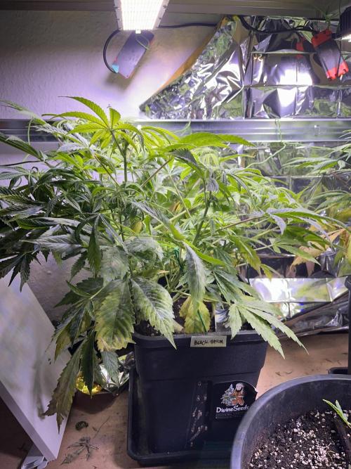 Auto Black Opium - Divine Seeds Contest. Week 12