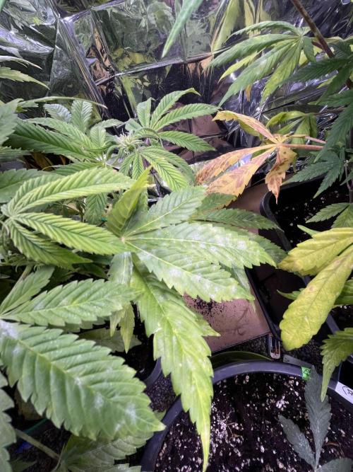 Auto Black Opium - Divine Seeds Contest. Week 12