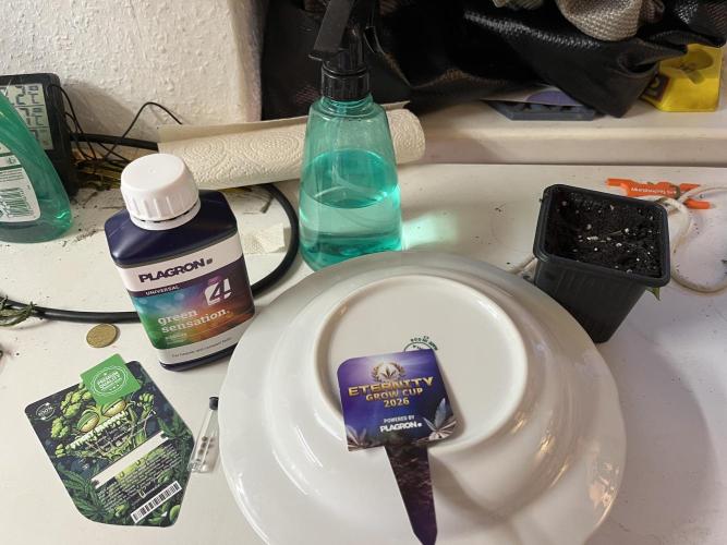 Sticky Broccoli Auto - Eternity Grow Cup. Week 0