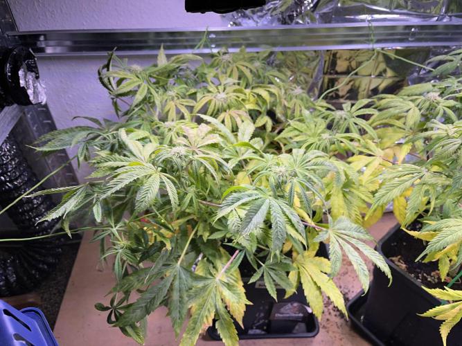 Auto Black Opium - Divine Seeds Contest. Week 13