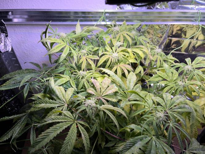 Auto Black Opium - Divine Seeds Contest. Week 13