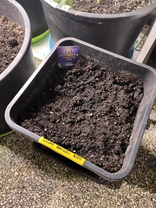 Sticky Broccoli Auto - Eternity Grow Cup. Week 0