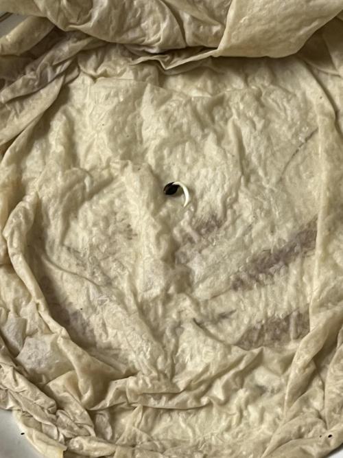 Sticky Broccoli Auto - Eternity Grow Cup. Week 0