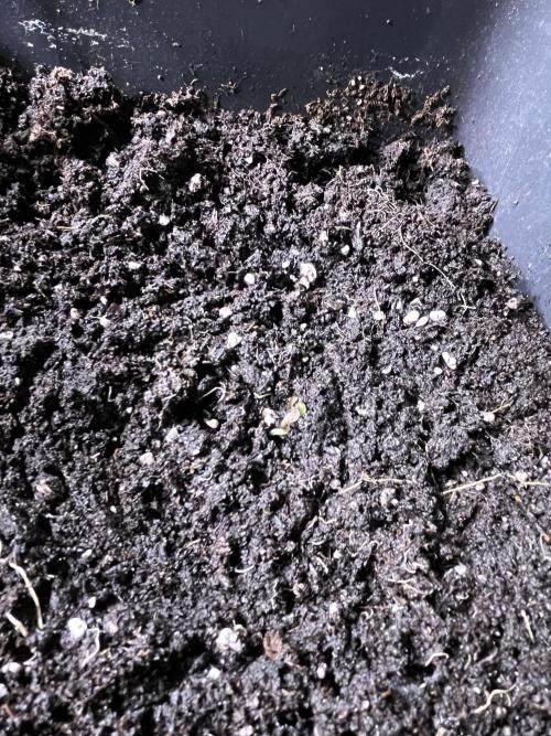 Sticky Broccoli Auto - Eternity Grow Cup. Week 1