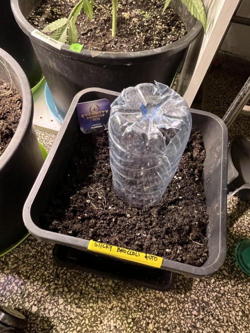 Sticky Broccoli Auto - Eternity Grow Cup. Week 1