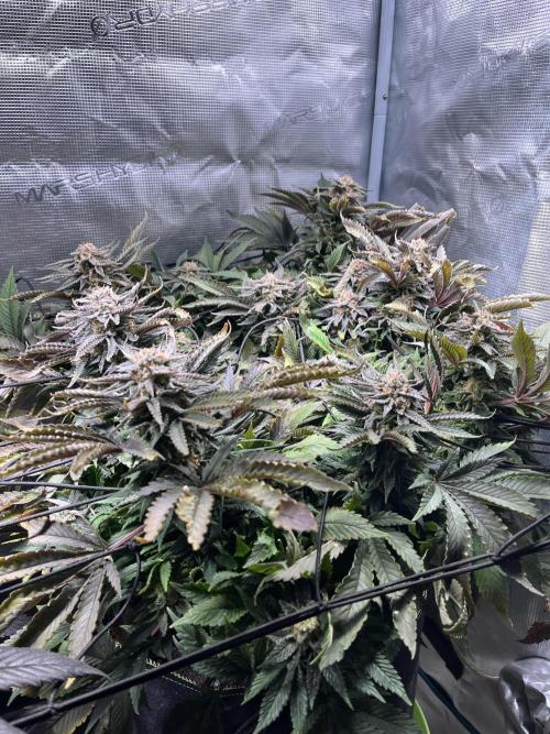 More dessert?. Week 14