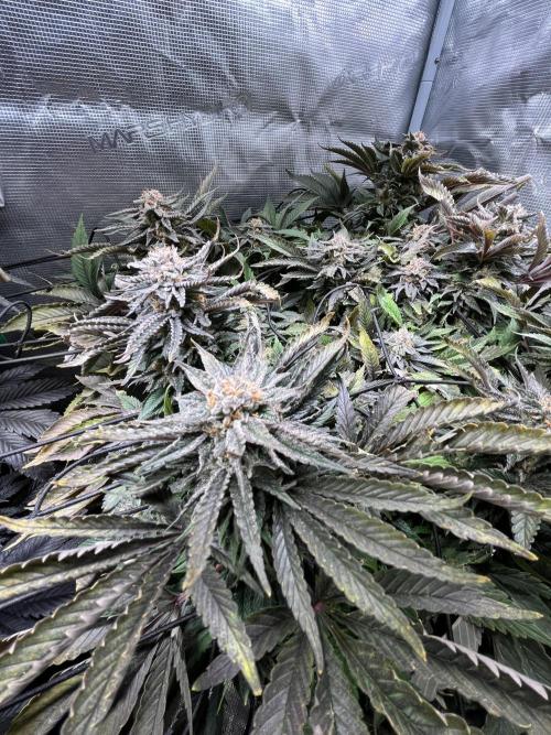 More dessert?. Week 14