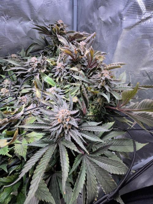 More dessert?. Week 14