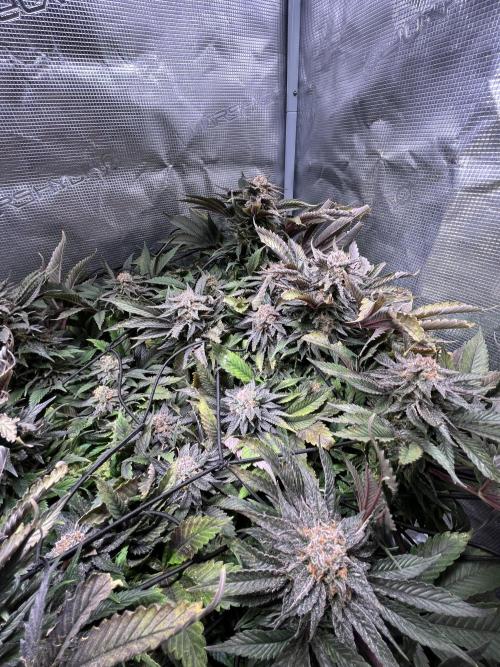 More dessert?. Week 14