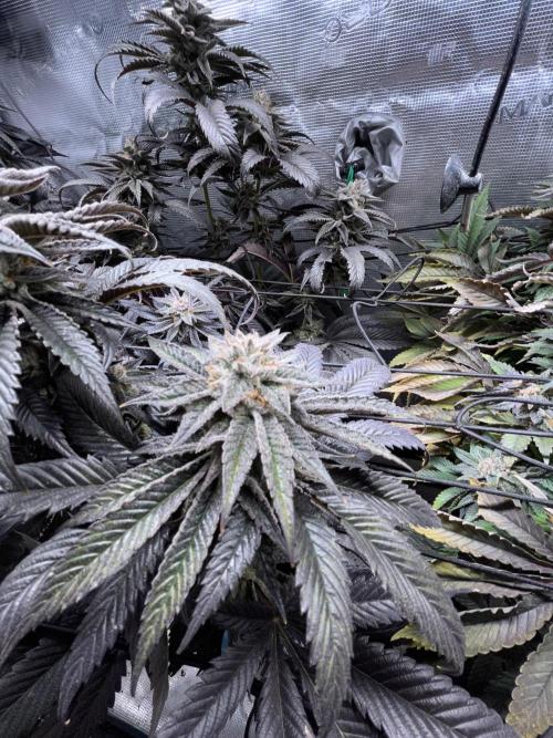 More dessert?. Week 14