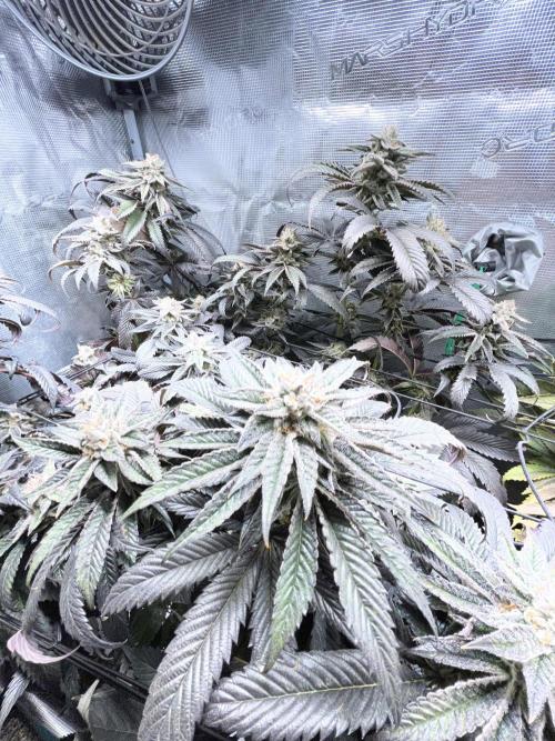 More dessert?. Week 14