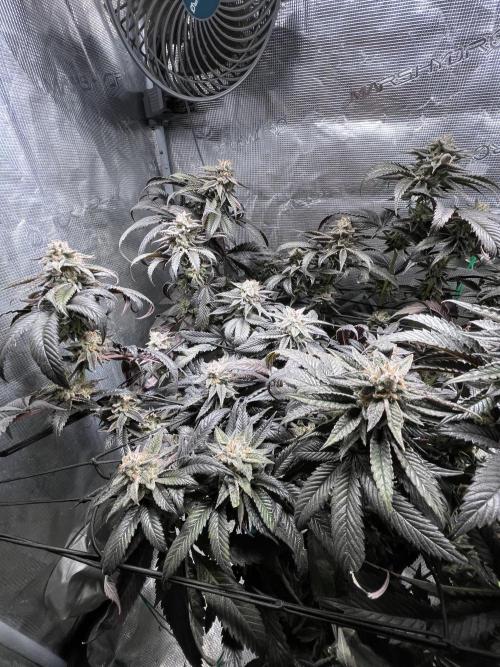 More dessert?. Week 14