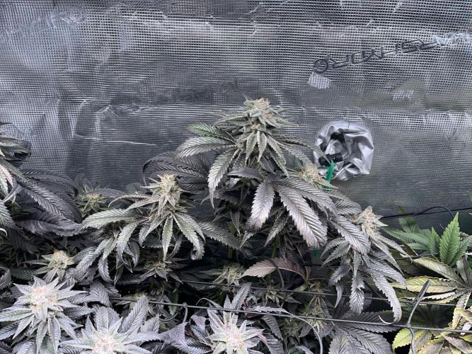 More dessert?. Week 14