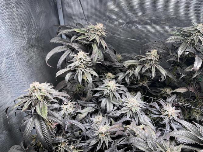 More dessert?. Week 14