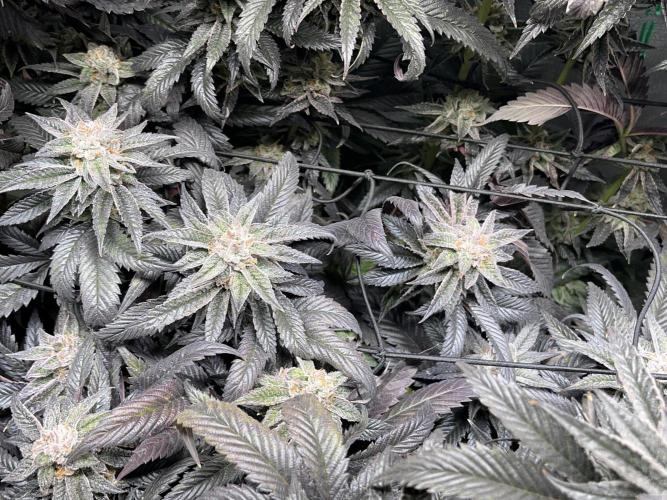 More dessert?. Week 14