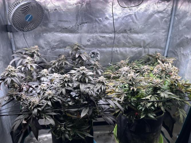 More dessert?. Week 14