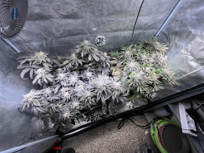 More dessert?. Week 14